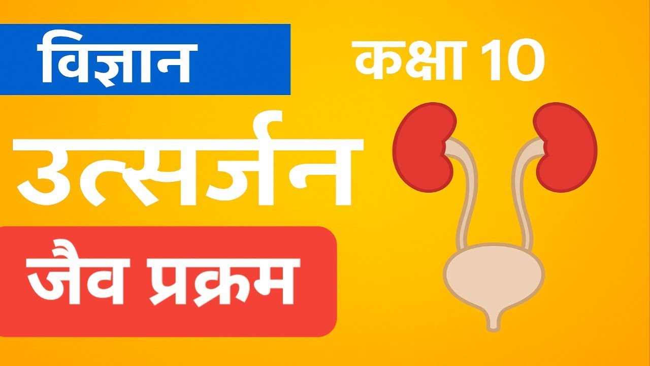 कक्षा 10 विज्ञान | उत्सर्जन &ndash; जैव प्रक्रम | मानव उत्सर्जन तंत्र |