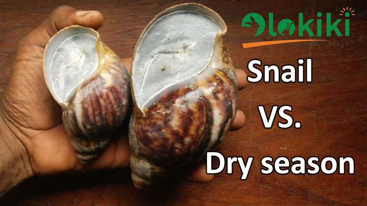 Snail Aestivation in Dry Season ( Epiphragm Formation in Snails)