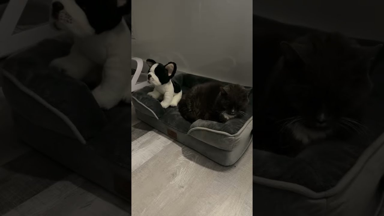 Watch Oliver the Frenchie Stand Guard While Sweet Eloise Snoozes 🐱🐶