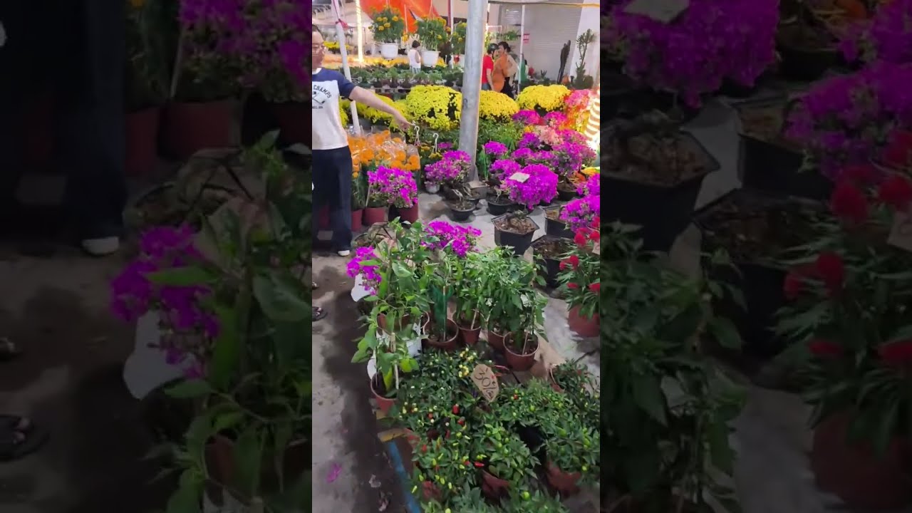 LONG MỸ MIỀN TÂY đang phát trực tiếp! HỘI HOA XUÂN MỸ THO