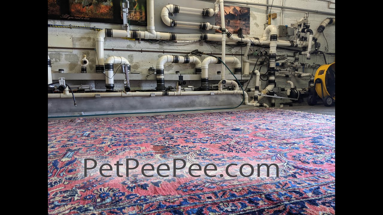 Natural Color ORIENTAL RUG CLEANING FROM URINE ODOR | BY THE PetPeePee company