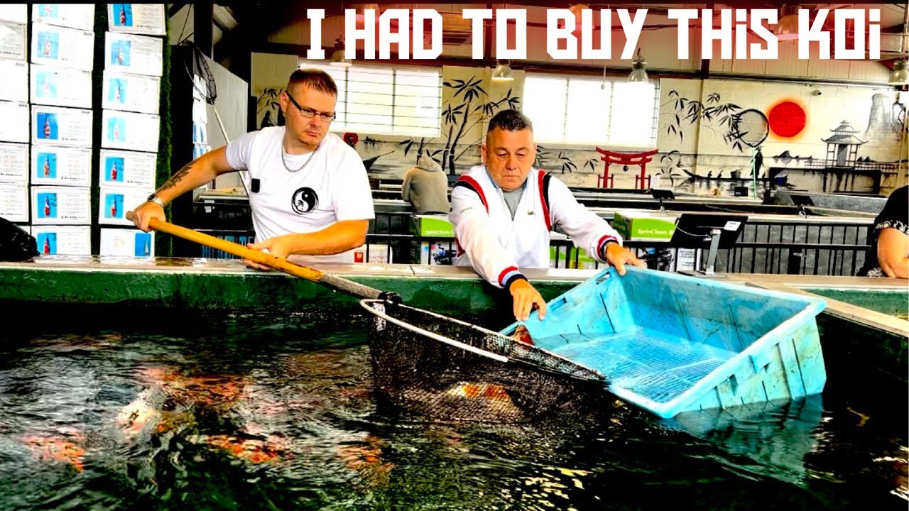 ПОСЕТИТЕ МАГАЗИН KOI Я ДОЛЖЕН БЫЛ КУПИТЬ ЭТОГО KOI!!!
