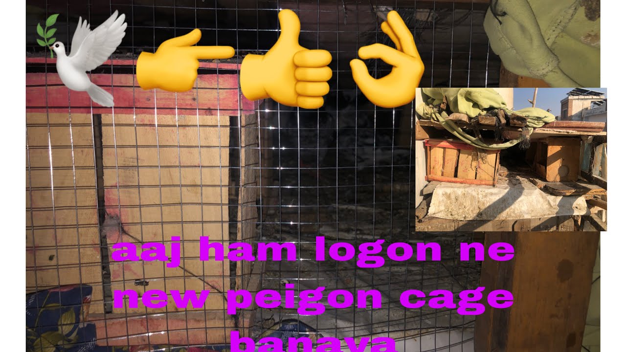 DaimShekari pet house please like follow and subscribe please 