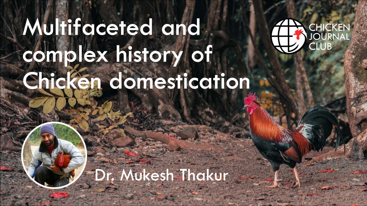 [Dr Mukesh Thakur] Multifaceted and complex history of Chicken domestication