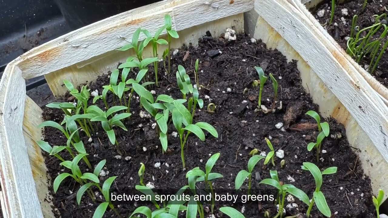 Growing Cilantro Indoors