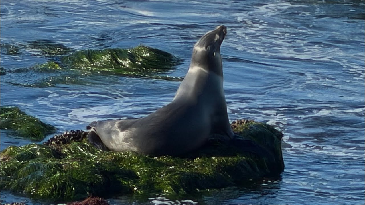 LIVE Exploring La Jolla, San Diego 🌊| Ocean Views, Seals & Coastal Walk 