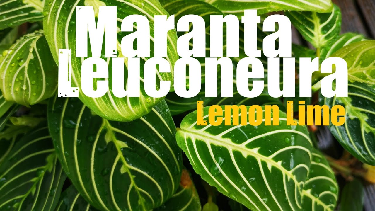 Even though the struggle was very intense, somehow Maranta Leuconeura survived through this winter