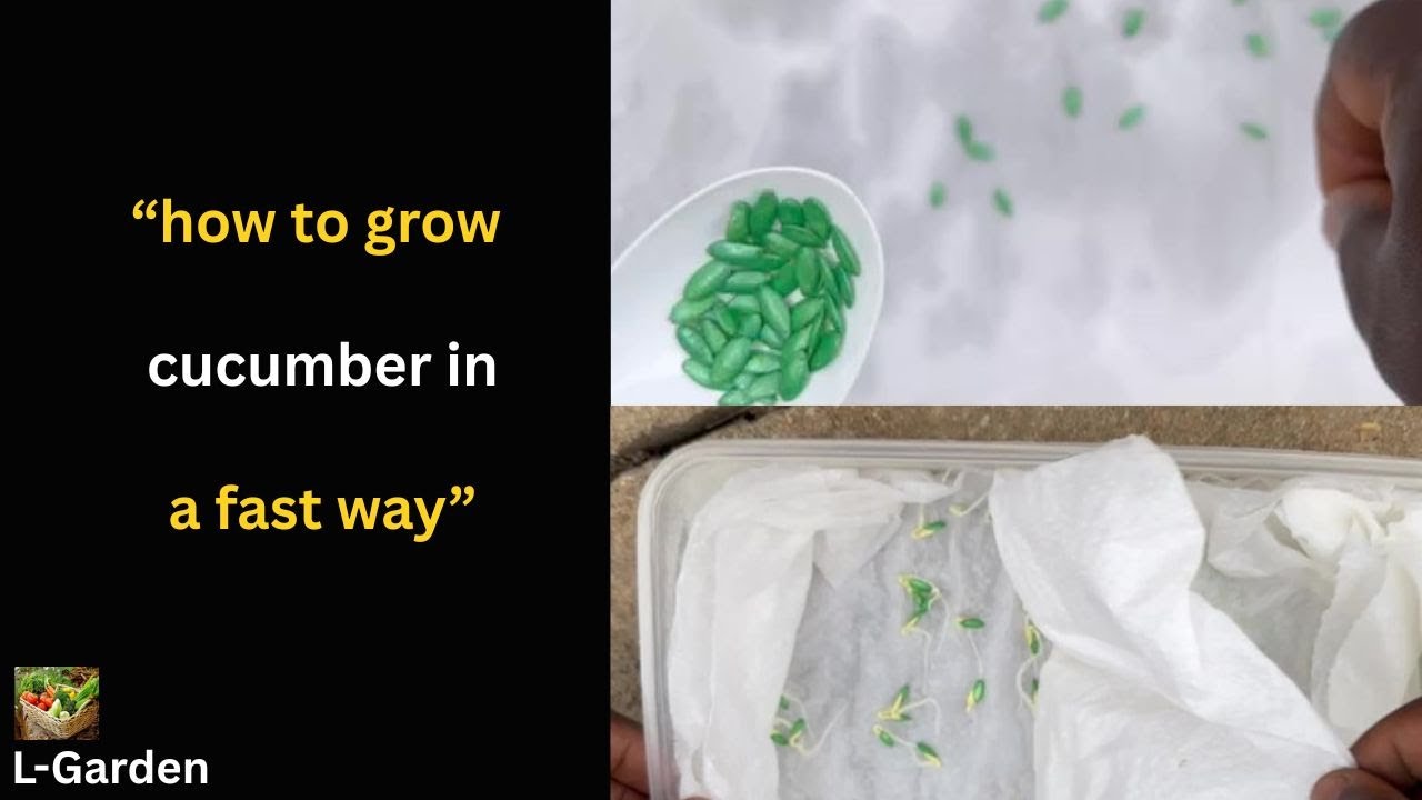 How To Grow Cucumber In less than 10 days