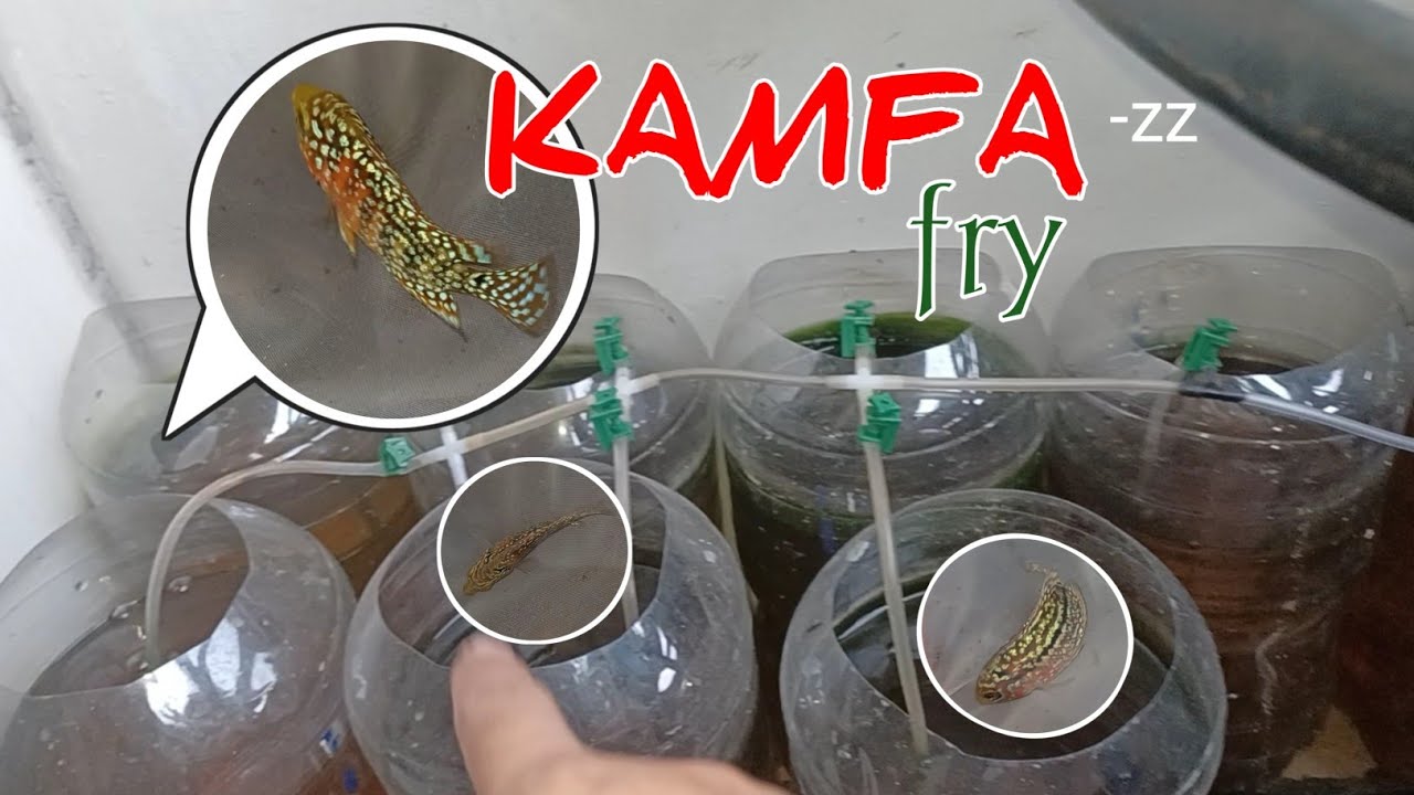 KAMFA fry