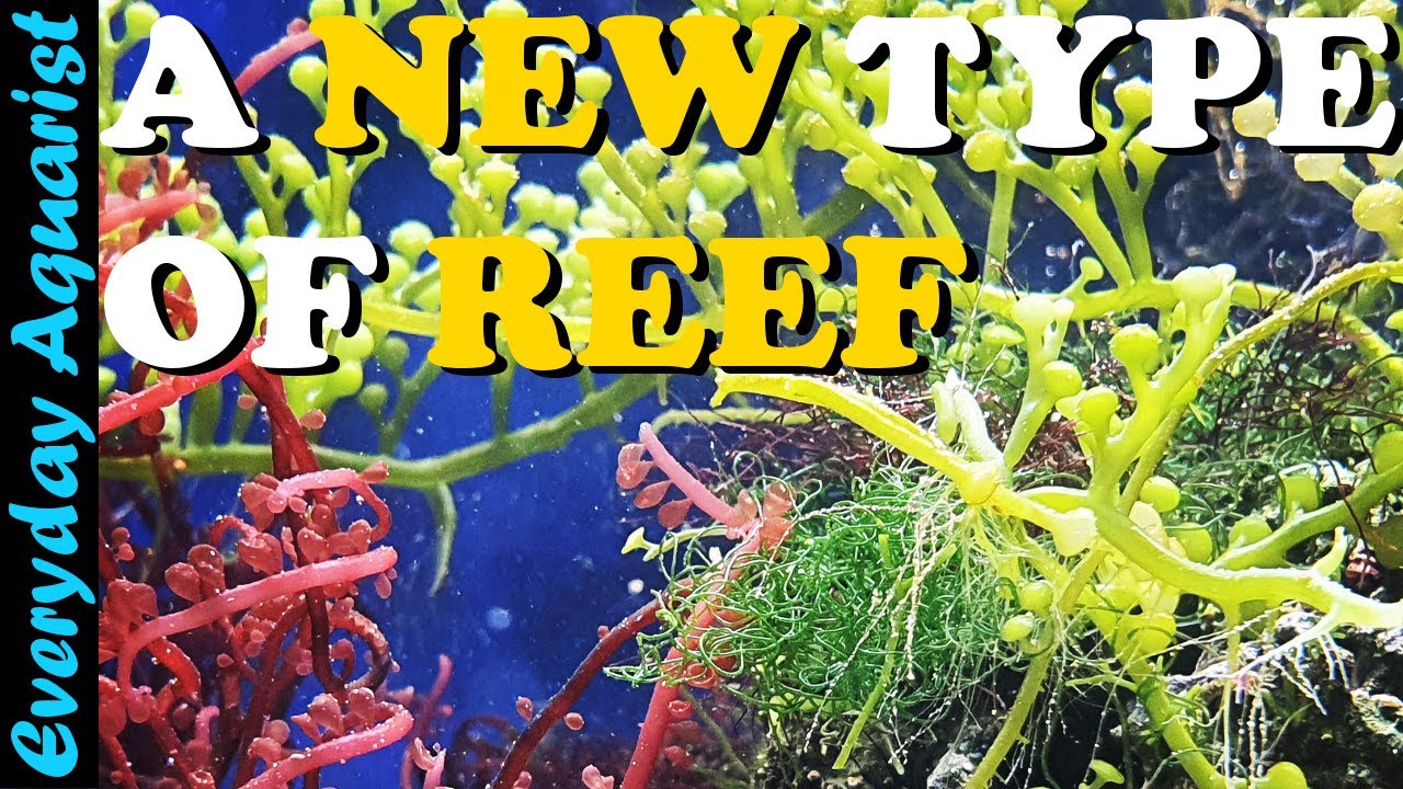 The Joy Of Macroalgae | Why I Keep A Macroalgae Planted Reef Aquarium