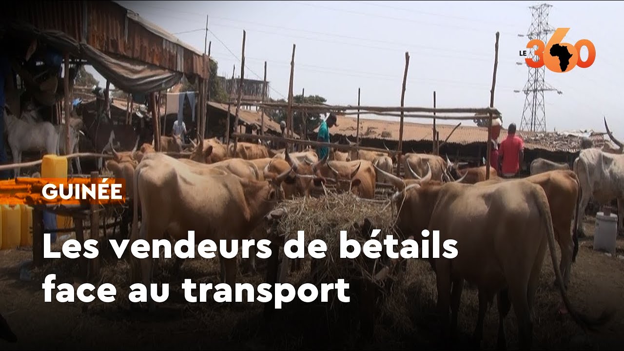 Guinée : les vendeurs de bétails confronté aux difficultés du transport interurbain