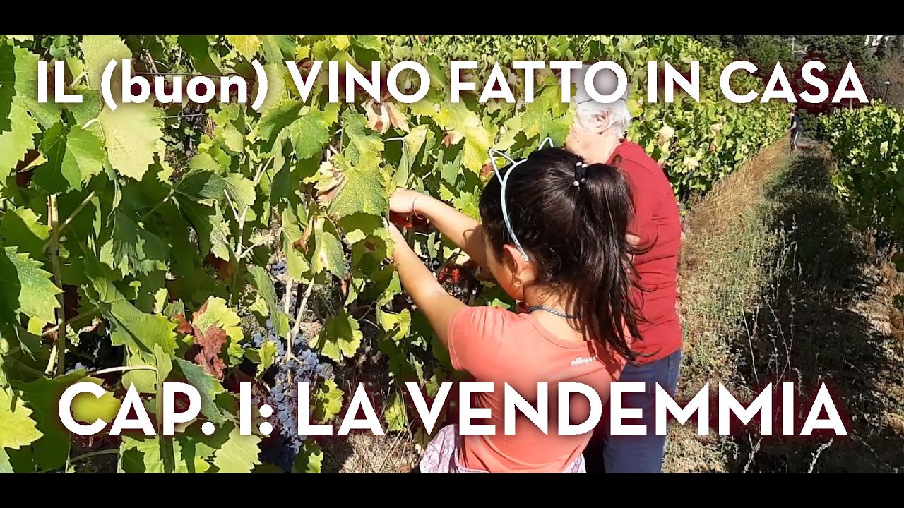 IL (buon) VINO FATTO IN CASA - CAP. 1: LA VENDEMMIA