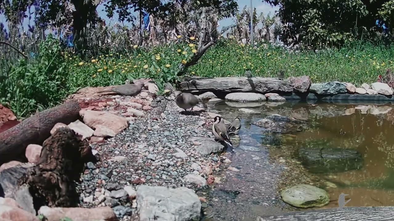 NoCp com Pool Camera März 2022
