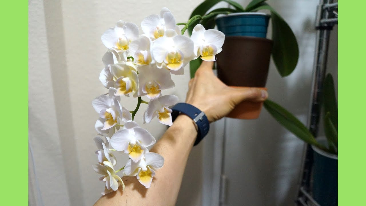 Orchid - Moss with No Hole Works! 20+ Blooms! | Orchid Growing Care Tips