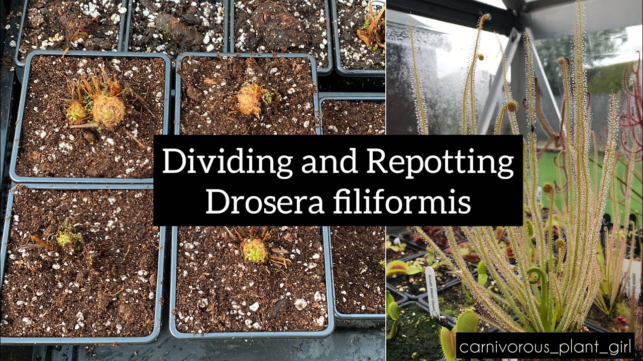 Dividing and Repotting Drosera filiformis (Thread Leaved Sundew)