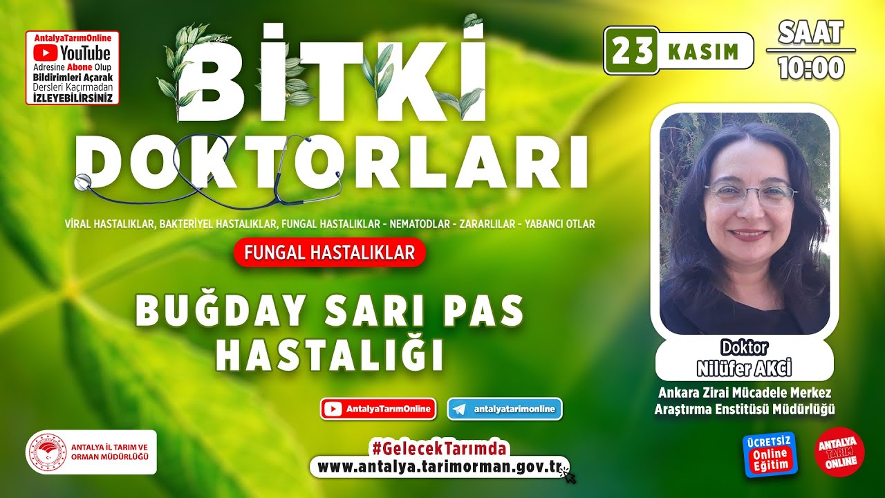 Bitki Doktorları 107- Buğday Sarı Pas Hastalığı
