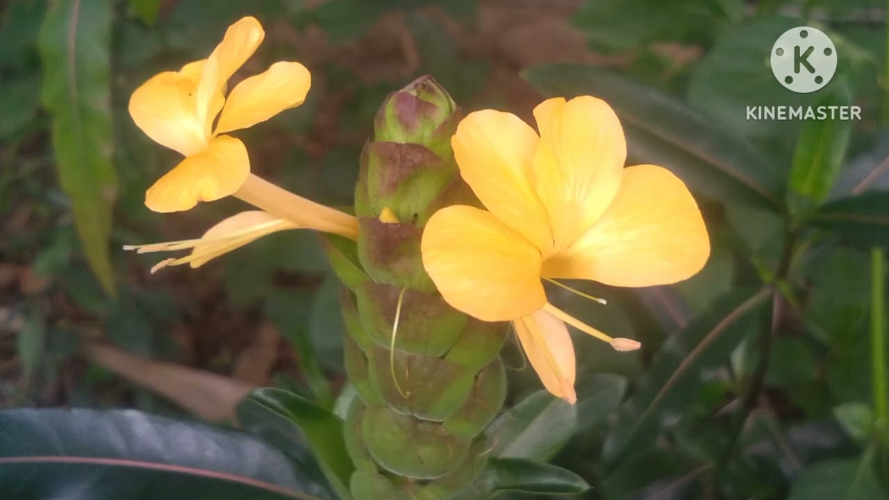 மனசாட்சியில் சூடுண்ட பொய்யருடைய மாயம் - பகுதி 3 (பிசாசுகளின் போதகம் பேசும் போதகர்கள்) விசுவாச விலகல்