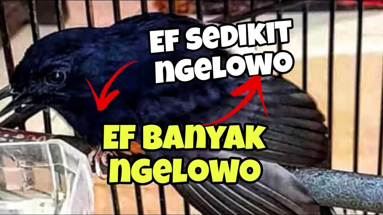 Murai batu di setting extra fooding rendah ngelowo di setting ef tinggi ngelowo