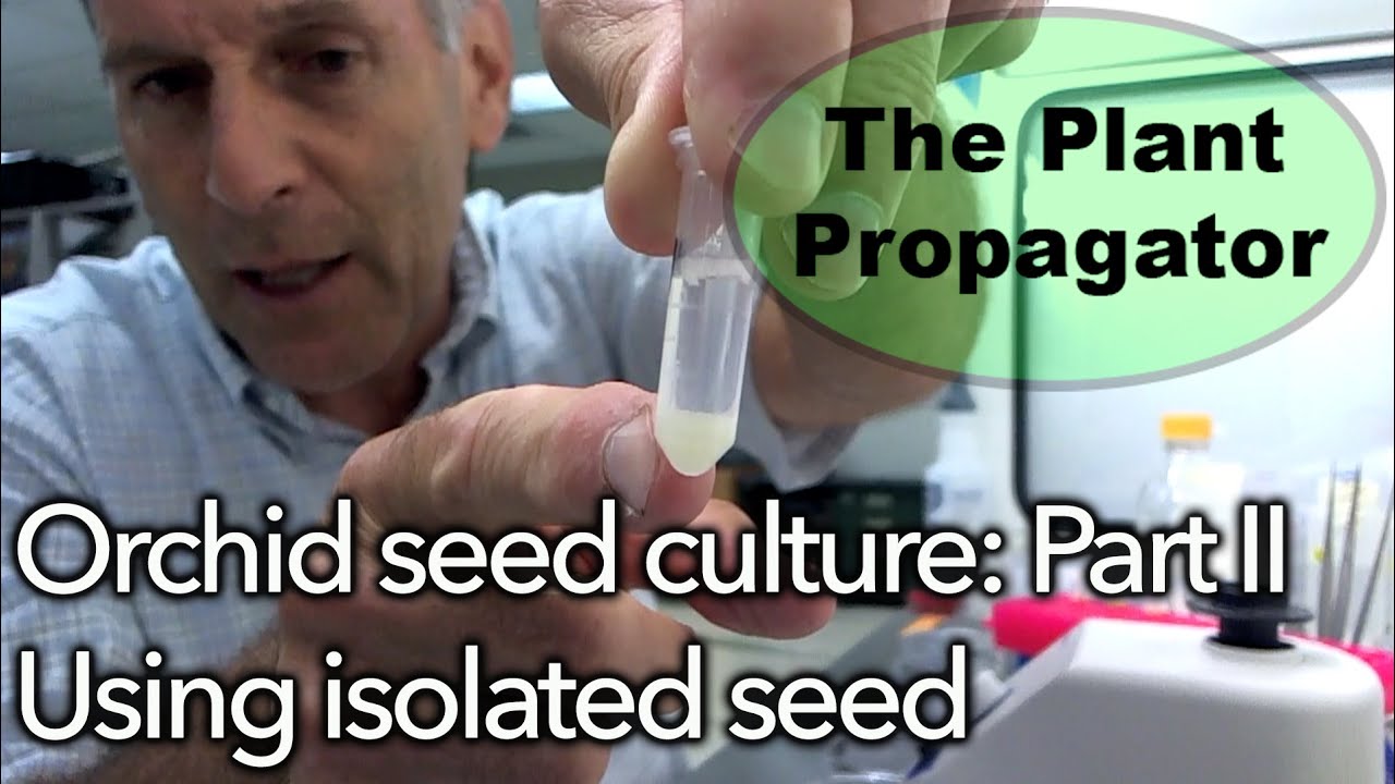 Orchid Seed Culture: Part II, Using Isolated Seed