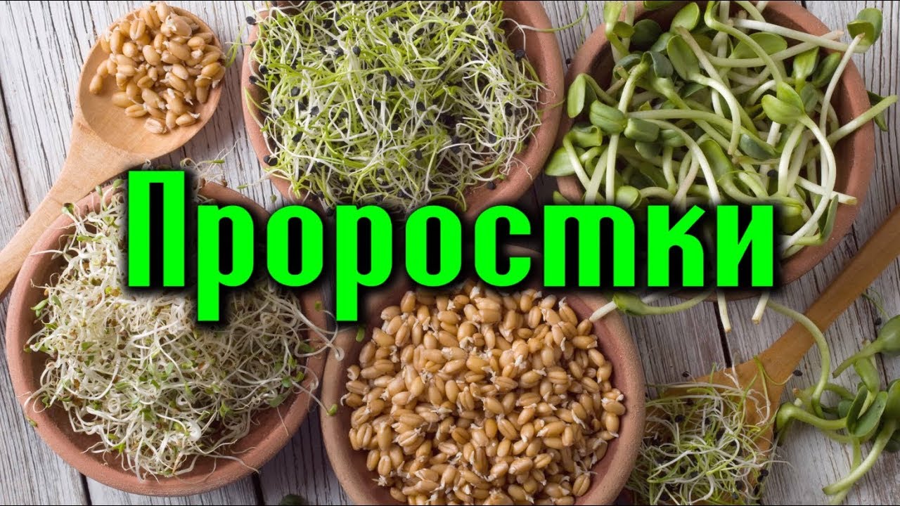 ВОЛШЕБНЫЕ СВОЙСТВА ПРОРОСШИХ СЕМЯН