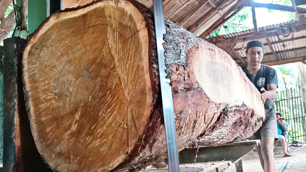 sawing hard, dense, high-quality acacia wood logs at the sawmill 