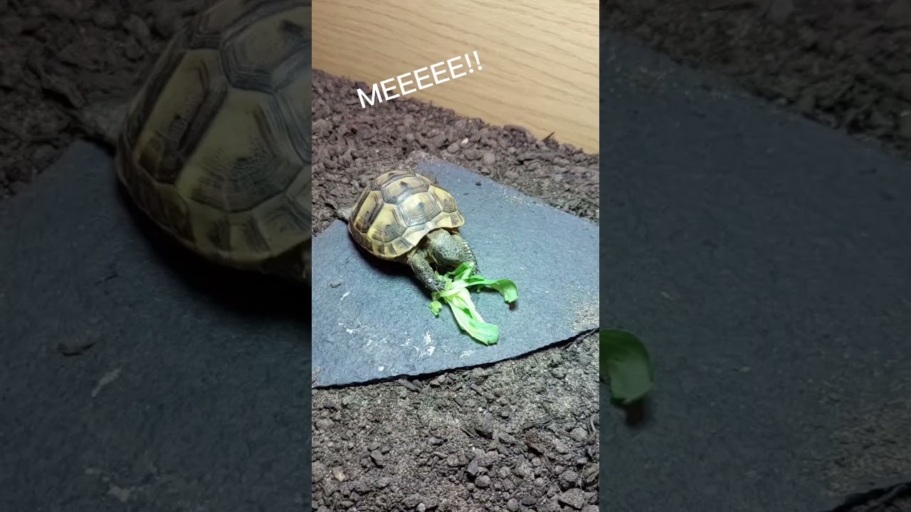 it's me, Olive! #cutetortoise #tortoiselove #pettortoise #tortoise #pets #greektortoise #cute #itsme