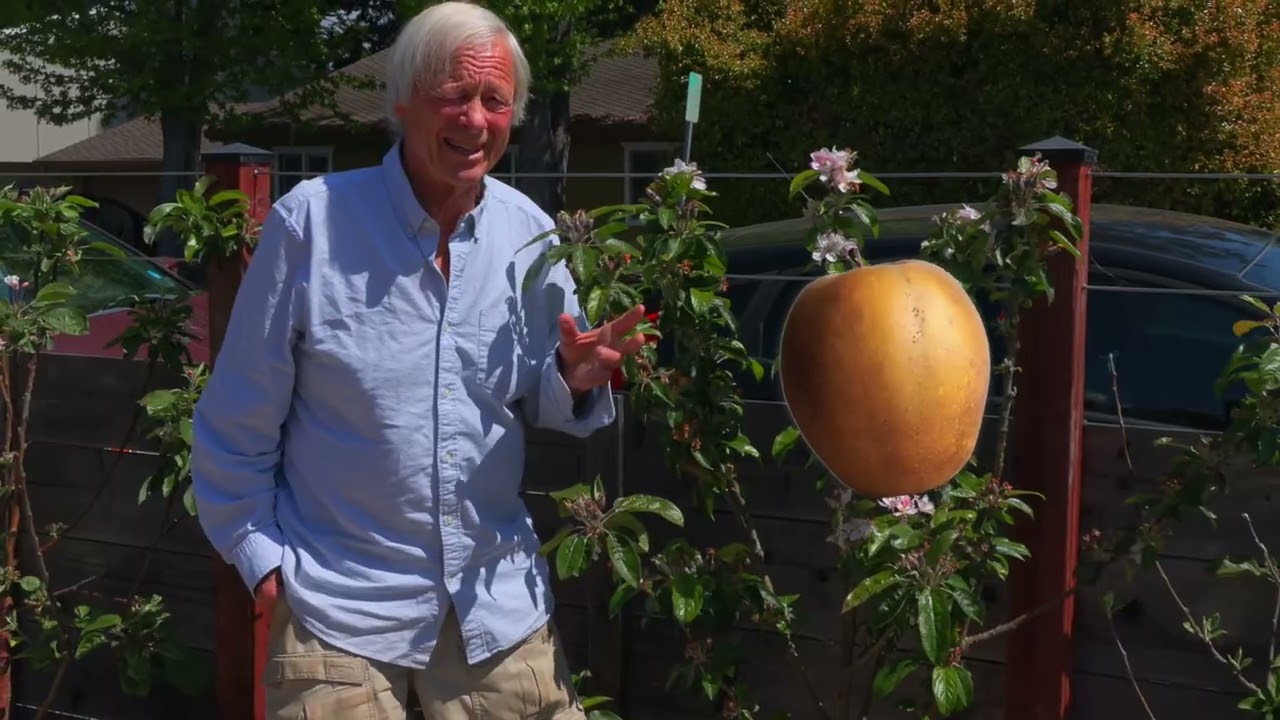 How to Help Your Apple Trees Turn Blossoms into Big, Delicious Fruit