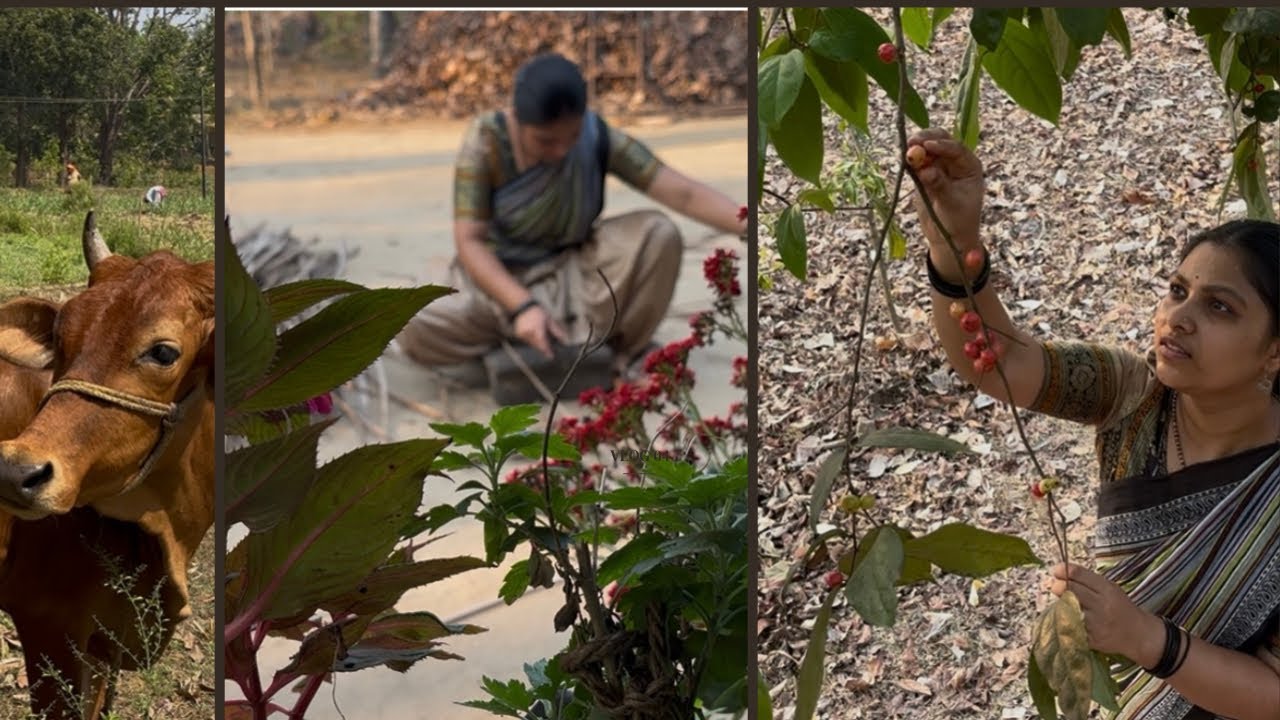 Summer Season Forest Fruit Harvest | Malenadu Village Life | Karnataka