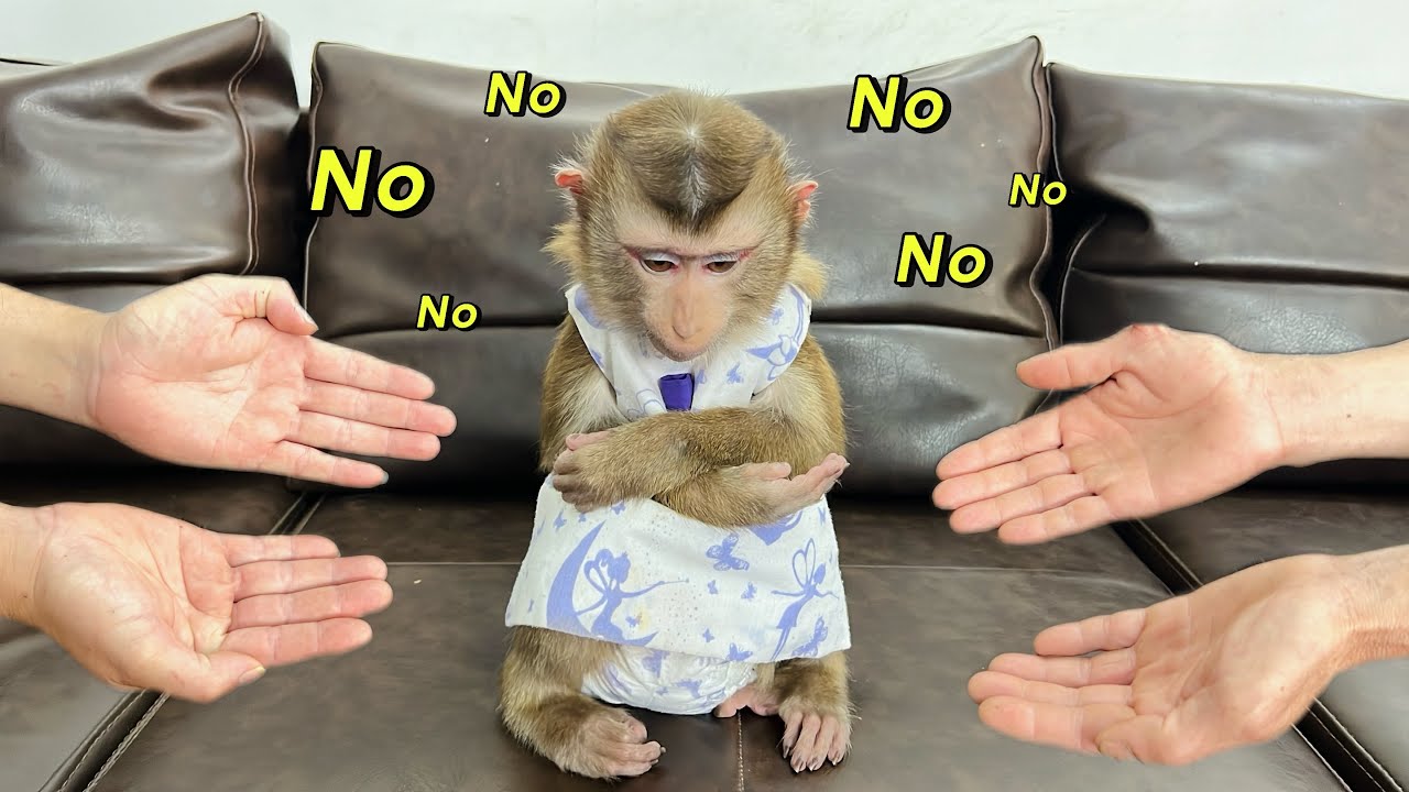 What made Tina the monkey sad and unwilling to go with Uncle Tuan or her father?