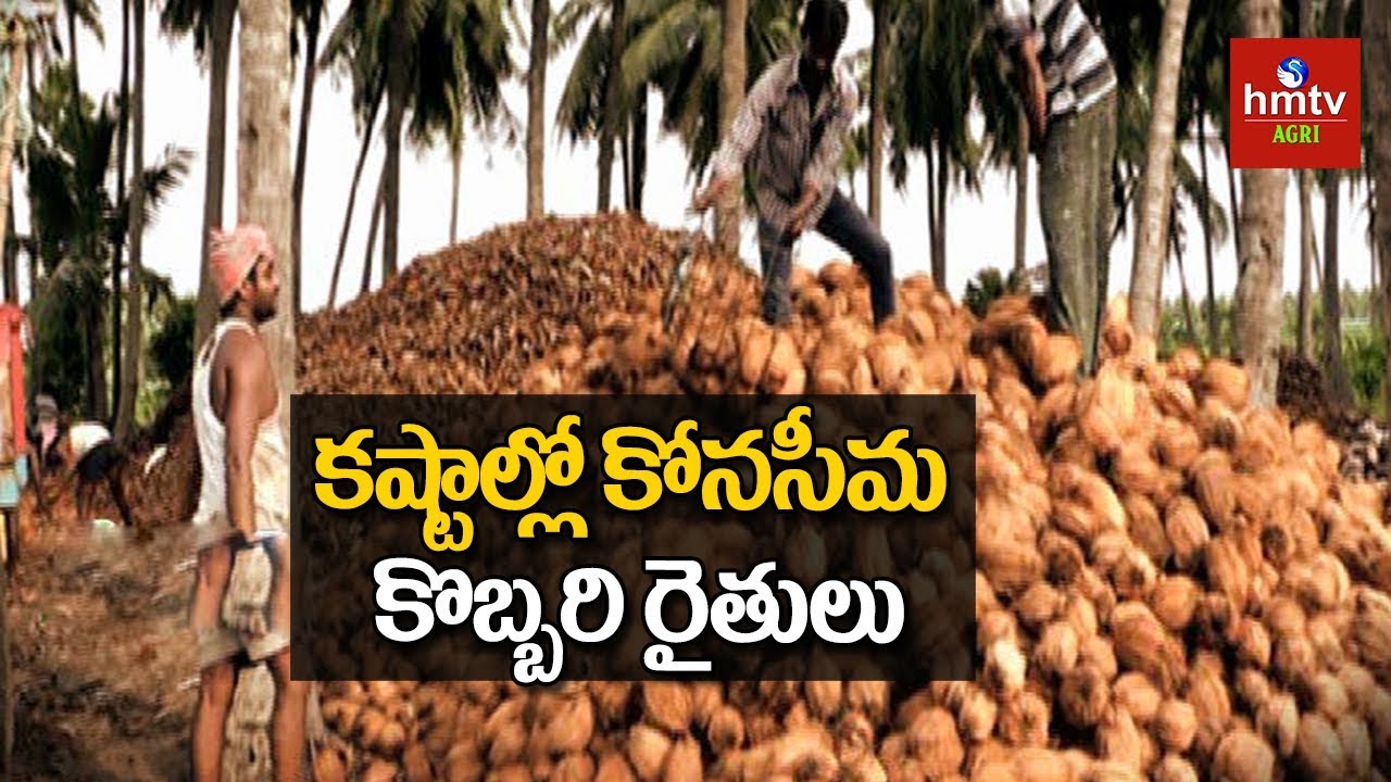 Coconut Farmer Struggles Over E-Permit System In Andhra Pradesh | hmtv Agri