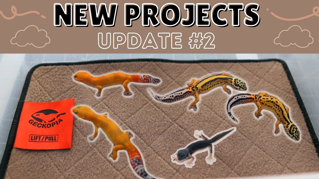NEW Leopard Gecko Projects Update - Black Night, WY, Blood Tangerine...