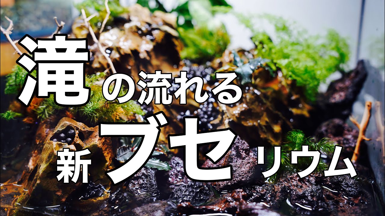 【アクアリウム】滝テラリウムにブセファランドラを添えてNo.1#アクアリウム #水槽 #初心者 #ブセファランドラ