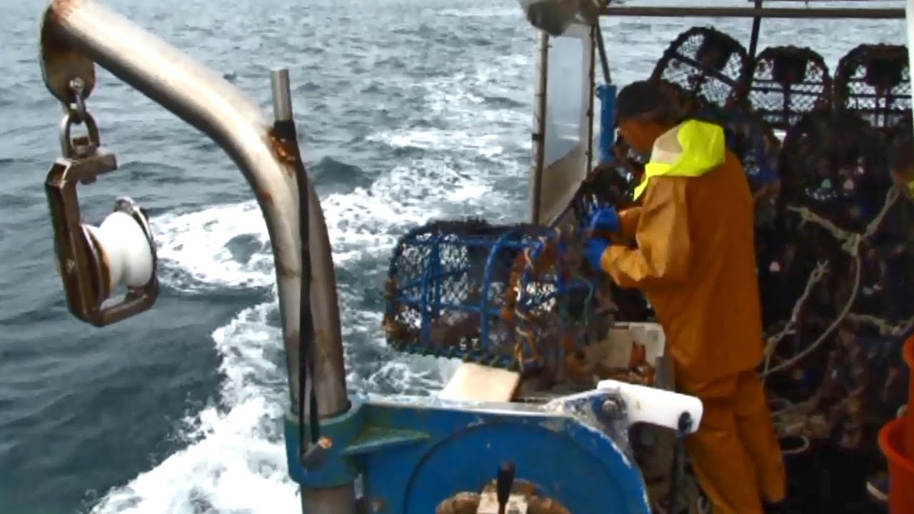 Le Homard Bleu du Cotentin