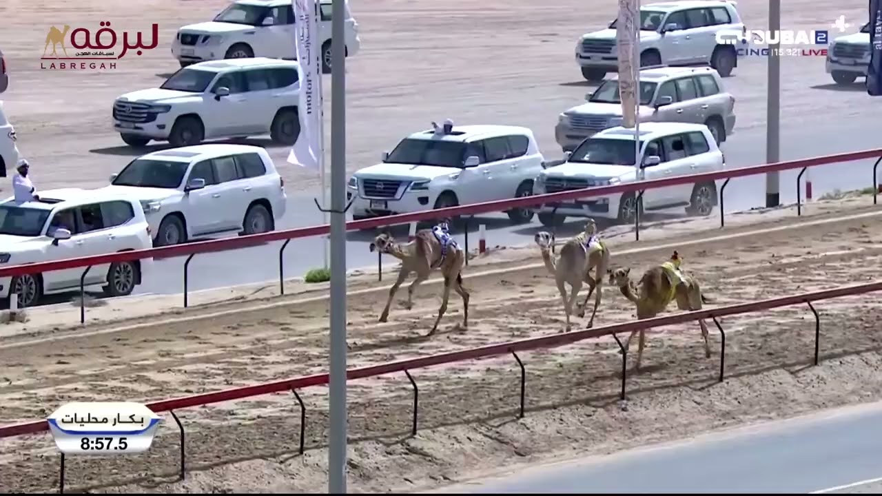 ملخص أشواط الجذاع لأبناء القبائل - الرموز (مهرجان ختامي المرموم التراثي) مساء 20-04-2025