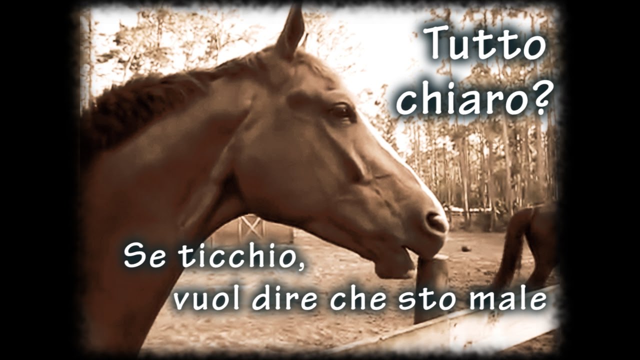 Ticchio d'appoggio e collare - Etologia Equina Malavasi