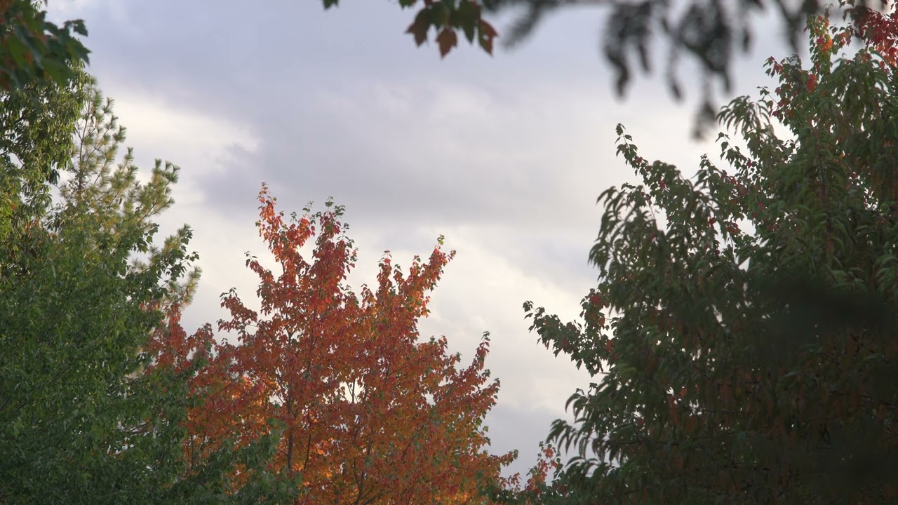 4K autumn tree- Free Download  #stockfootage   #stockvideofree #autumn