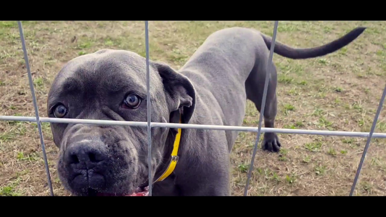CANE CORSO REFUS D’OBÉISSANCE // CHIEN ROI // SYM DOG 31