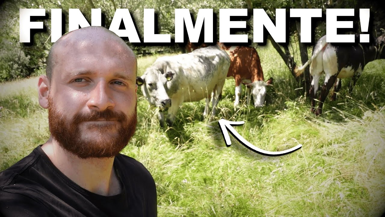 Le Mie Vacche Sono Finalmente Libere al Pascolo! 🐮🌱