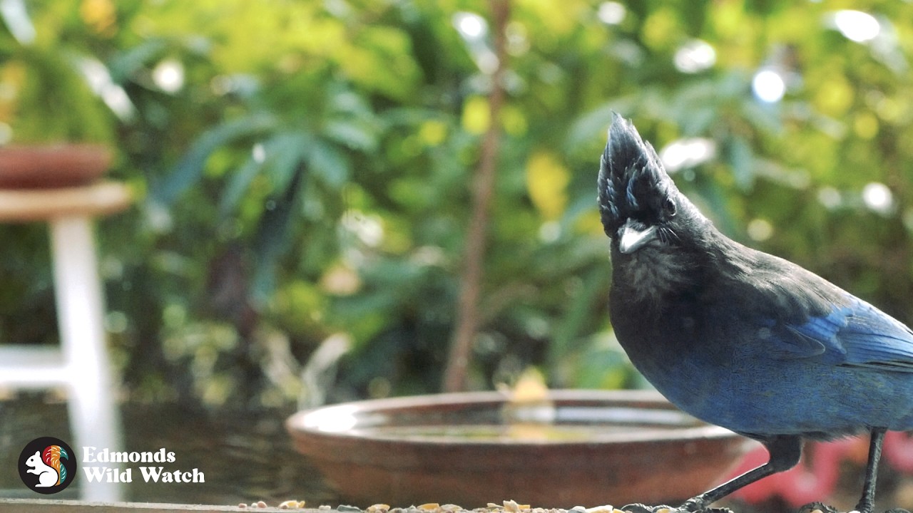 Feeding Wild Steller's Jays at My Windowsill - Edmonds, WA