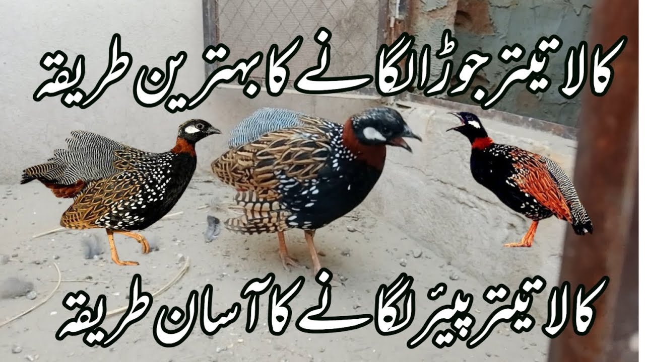 Kala Teetar Pair Lagane Ka Asaan Tariqa | Kala Teetar Jora Lagane Ka Behtareen Tariqa | #breedingtip