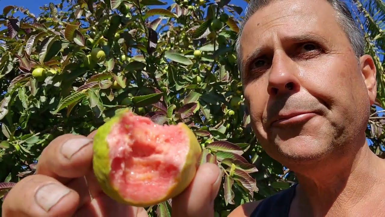 My Pink Guava After 10 Years In Melbourne AU