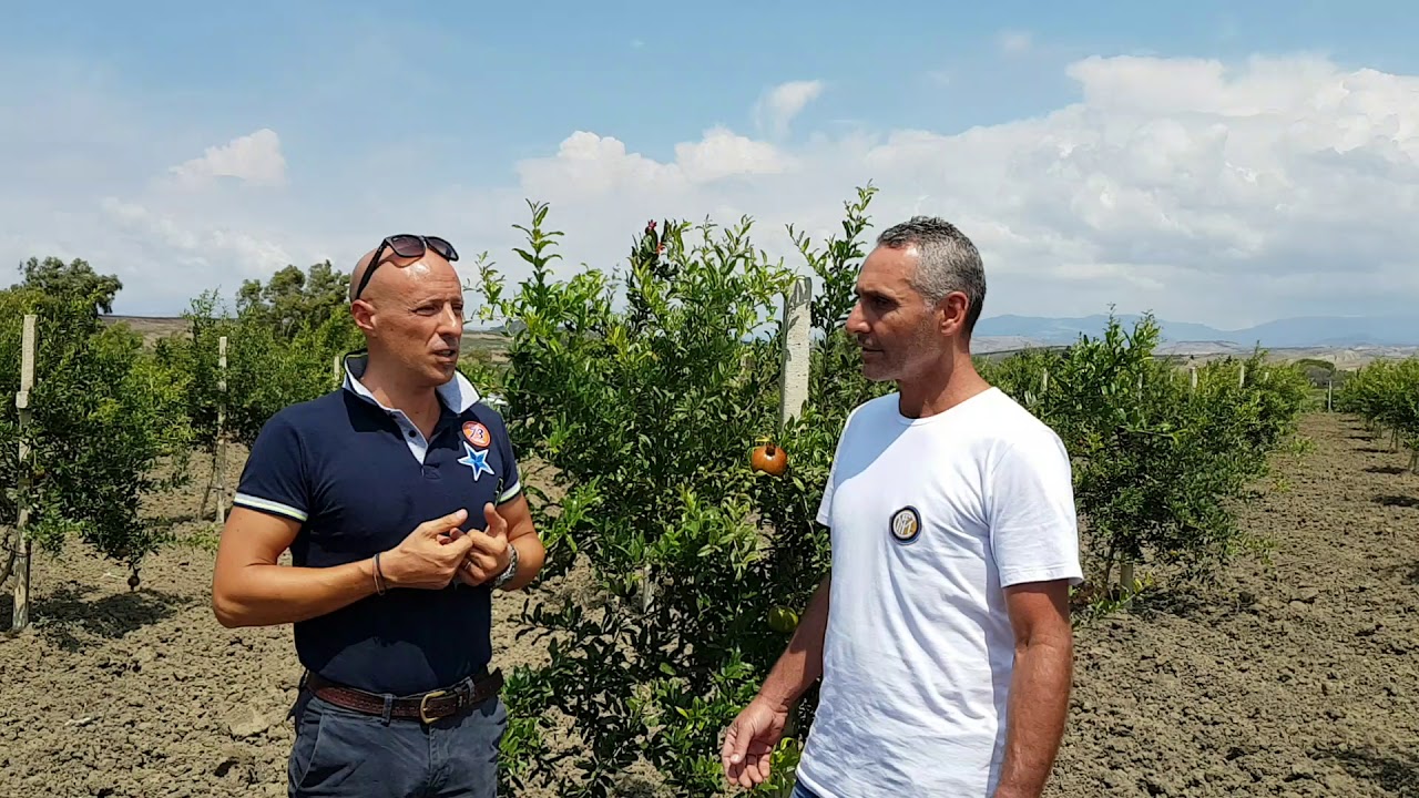 Risultati su Melograno Agronomo Dott. Ciro Miceli