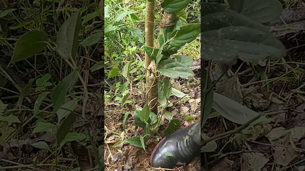 Cara menanam pohon kemukus anti gagal.