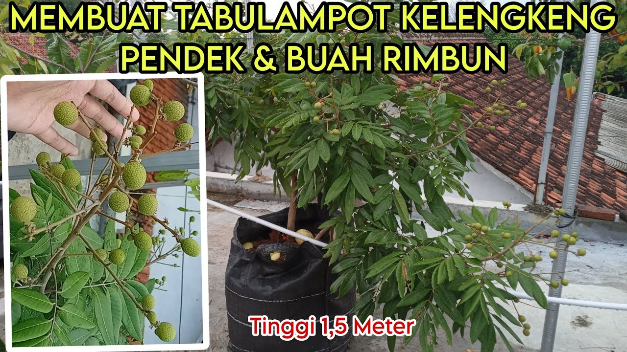 CARA MEMBUAT TABULAMPOT KELENGKENG PENDEK & BERBUAH RIMBUN