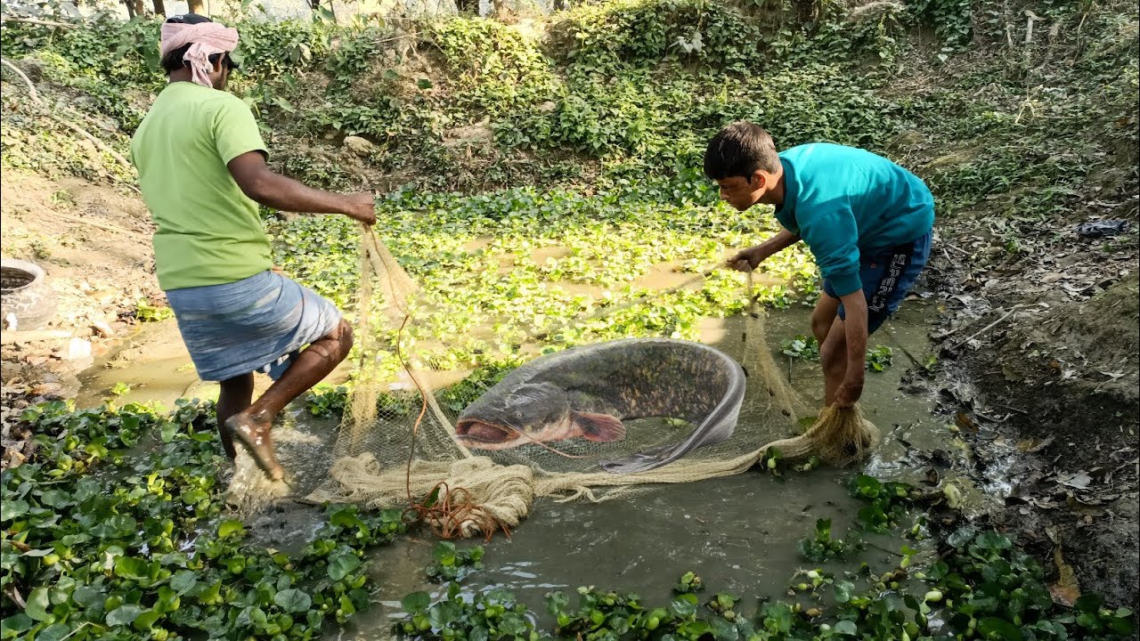 Net Fishing Video || Hand Fish Catching || Amazing Hand Fish Catching || Fish Catch Village Canal