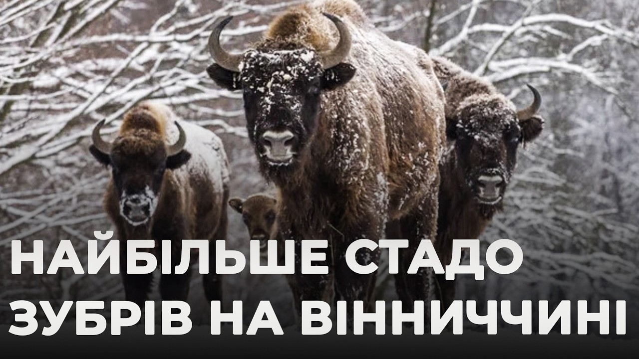 ЯК ЖИВУТЬ ЗУБРИ НА ВІННИЧЧИНІ: матріархат, 1000 кілограмів м'язів та таємниці лісових інженерів
