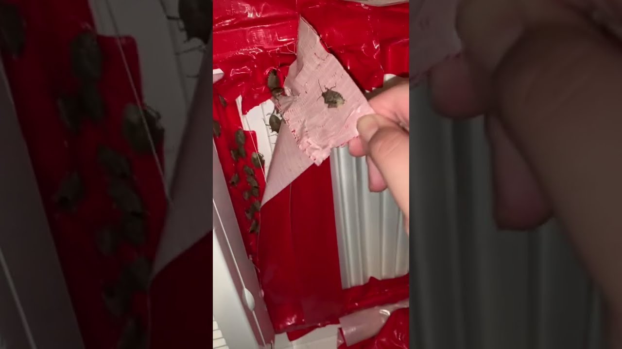 Stink Bugs Infest Air Conditioner || ViralHog