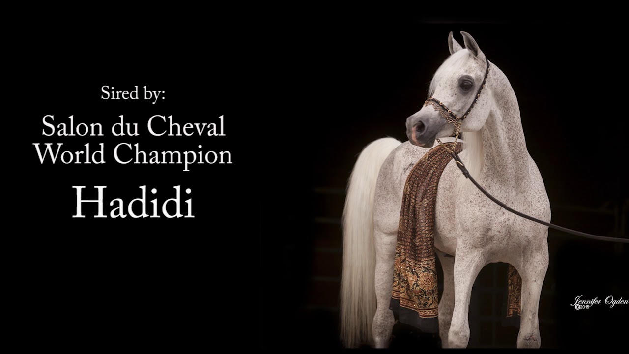 Jassehr Gharib (Hadidi x Zakeyat) Black Straight Egyptian Arabian Stallion