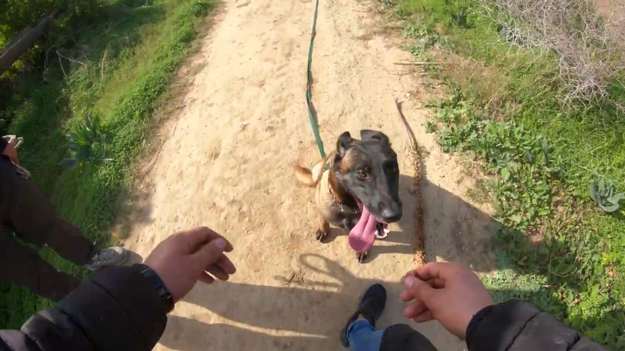 Comment &eacute;duquer un Berger Belge Malinois
