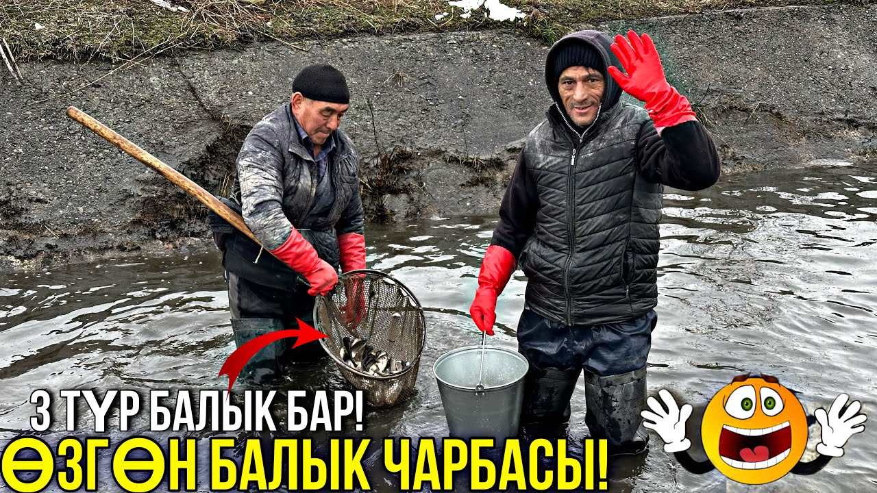 БАЛЫК СЕЗОН КЕЛДИ БАЛЫК БАГЫП КИРЕШЕГЕ ЧЫГЫҢЫЗ 🤯 #байтв